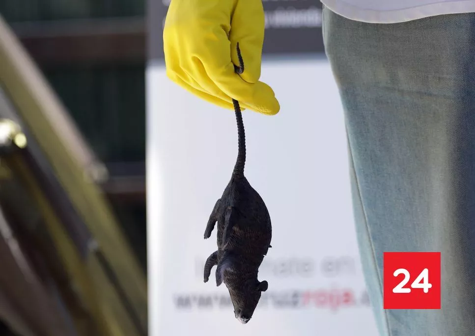 Alerta por Hantavirus en Chile por "multiamenaza sanitaria": esto dicen los expertos sobre la situación epidemiológica