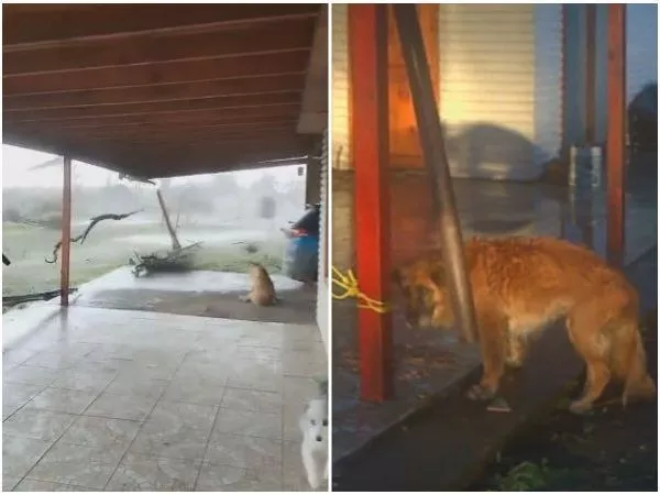 VIDEO: Perrita de 16 años sobrevivió tras ser arrastrada 200 metros por tornado en Chillán Viejo