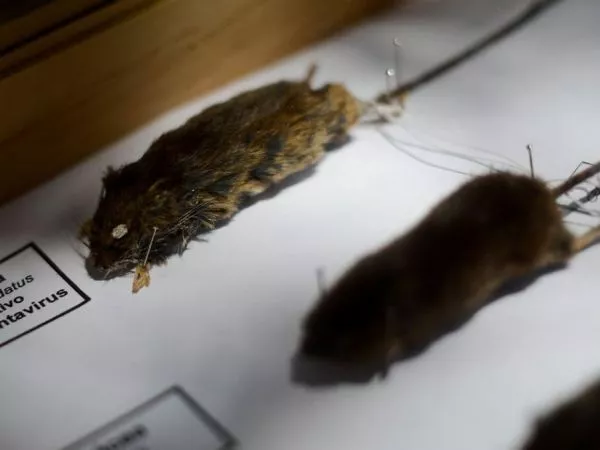 Alerta sanitaria por hanta: Síntomas y qué hacer en caso de contagio