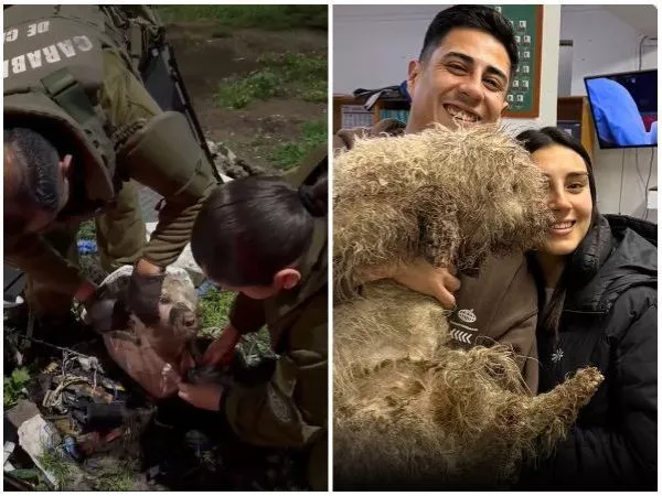 Encerrado en un televisor y con el hocico amarrado: rescatan a perro en Curicó