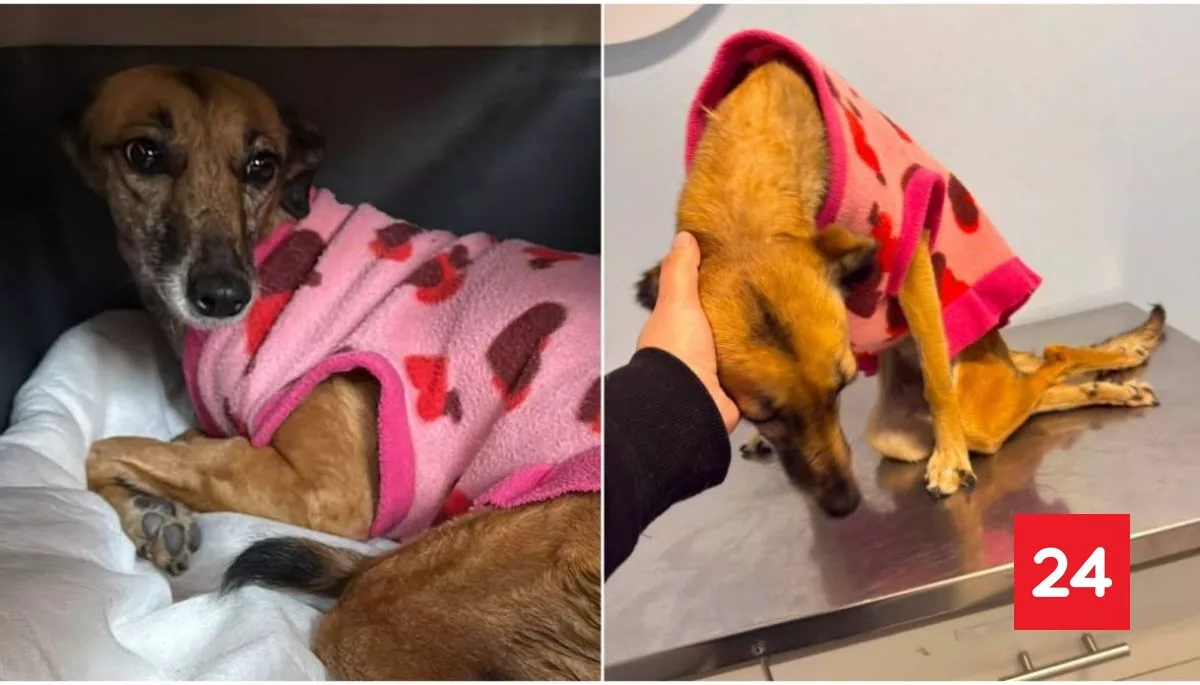 Denuncian brutal agresión a perrita por parte de contratista de Aguas Andinas: debió ser eutanasiada