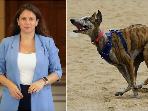 Diputada Mora (RN) pide prohibir carrera de perros galgos