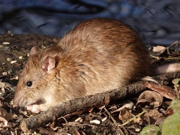Ratón