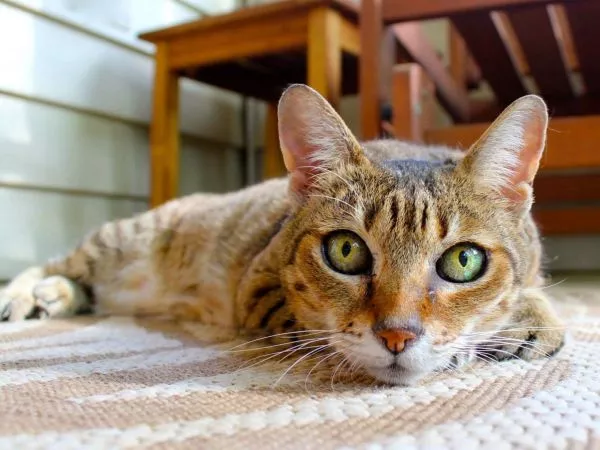 Día Internacional del Gato: estas son las jornadas de adopción que se realizarán este sábado
