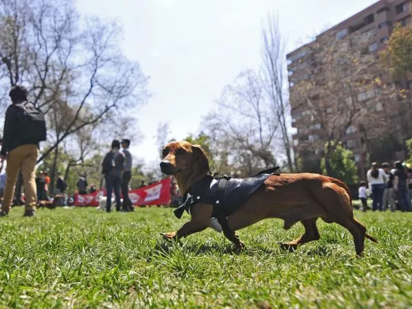 Perro