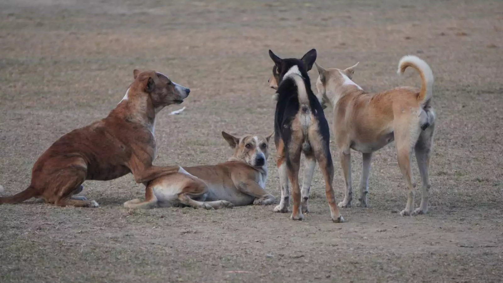 Grupo de perros asilvestrados en un sitio eriazo
