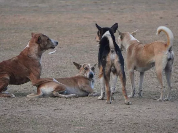 Grupo de perros asilvestrados en un sitio eriazo