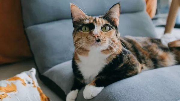 Corte de Valdivia rechaza tenencia compartida de gato tras quiebre de pareja