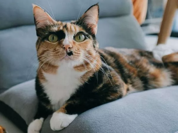 Corte de Valdivia rechaza tenencia compartida de gato tras quiebre de pareja