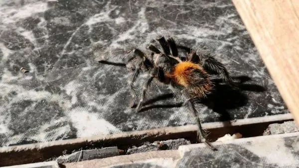 Homoeomma vicenterojasi