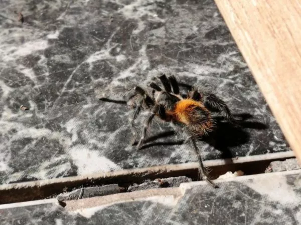 Homoeomma vicenterojasi