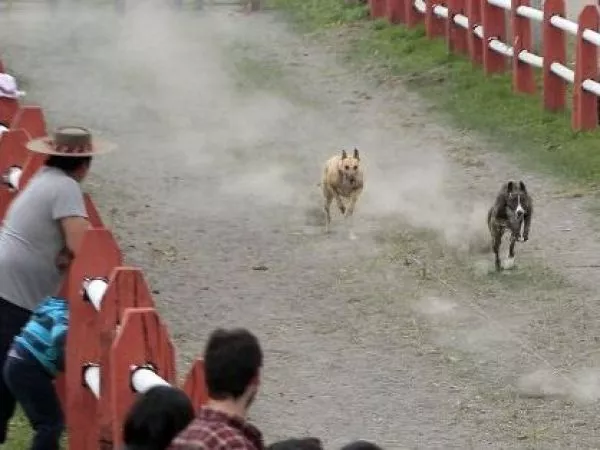 carrera de galgos