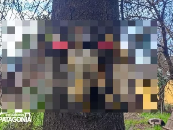Macabro hallazgo en La Araucanía: Peuco fue encontrado muerto y colgado a un árbol