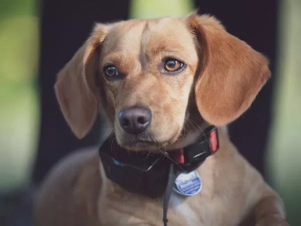 Collar eléctrico para perros