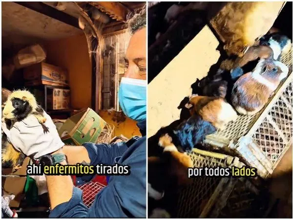 Entre comida podrida: más de 100 cuyes vivían hacinados en una casa de Ñuñoa