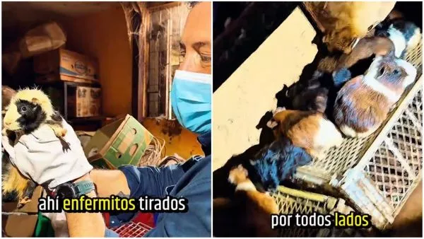 Entre comida podrida: más de 100 cuyes vivían hacinados en una casa de Ñuñoa