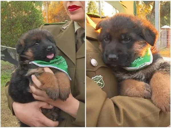 VIDEO: Cachorros de Carabineros se preparan para su debut en la Parada Militar 2026