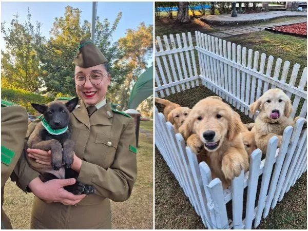 VIDEO: Cachorros de Carabineros se preparan para su debut en la Parada Militar 2026