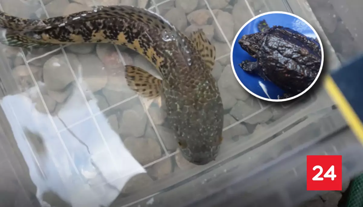 Incautan especies exóticas prohibidas en criadero clandestino al interior de mall chino en San Miguel