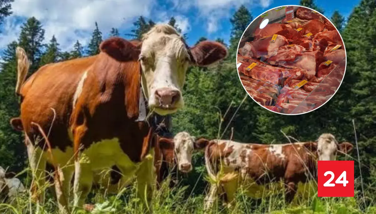 Incautan más de 200 kilos de carne y desbaratan banda dedicada al abigeato en Los Ríos y Los Lagos