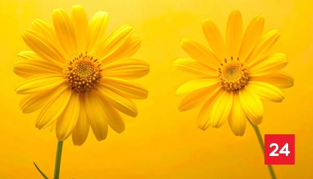 ¿Por qué se regalan flores amarillas el 21 de septiembre?