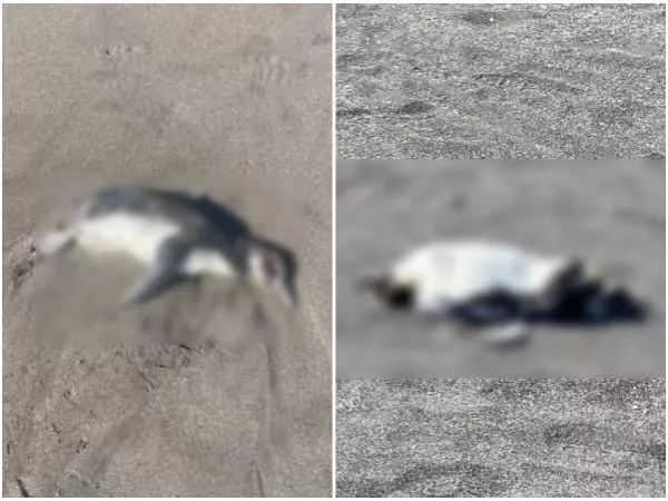 Sernapesca denuncia hallazgo de 57 pingüinos muertos en distintos sectores del Maule