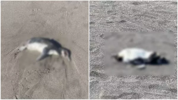 Sernapesca denuncia hallazgo de 57 pingüinos muertos en distintos sectores del Maule