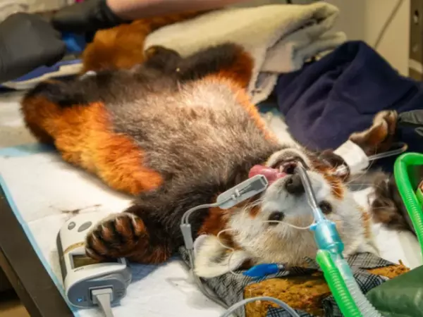 VIDEO: Panda rojo tuvo que ir al dentista por fuerte dolor de muelas