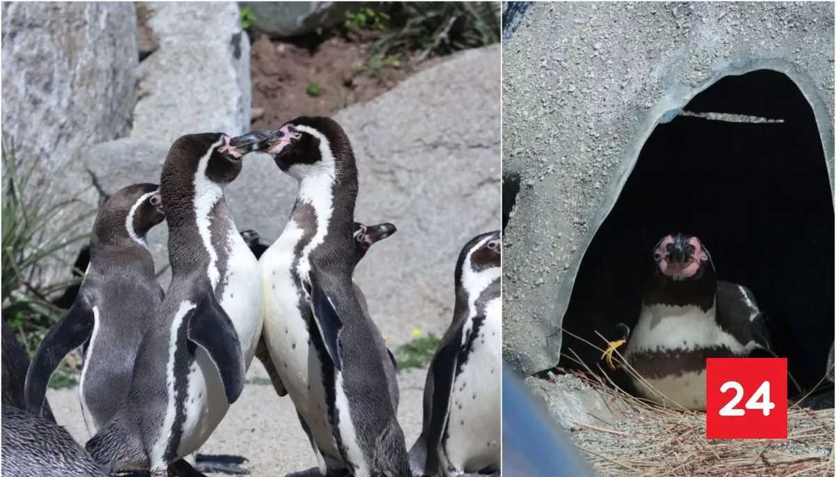 Buscando cuidar al Pingüino de Humboldt: el silencioso trabajo de acuario en Quintero