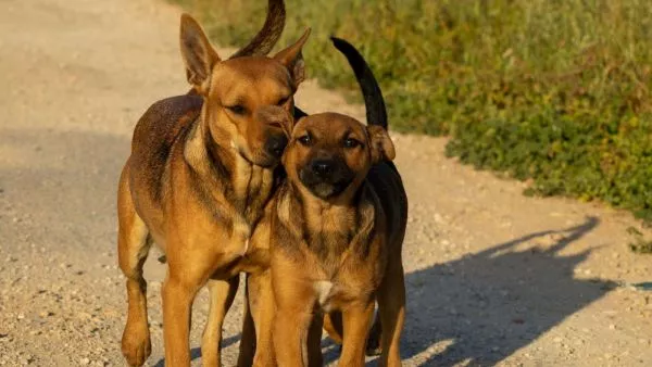 Día Mundial contra la Rabia: anuncian vacunación gratuita para perros y gatos en 7 regiones