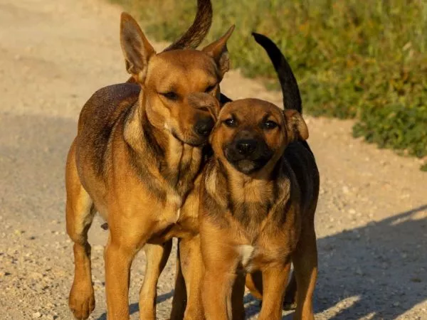 Día Mundial contra la Rabia: anuncian vacunación gratuita para perros y gatos en 7 regiones