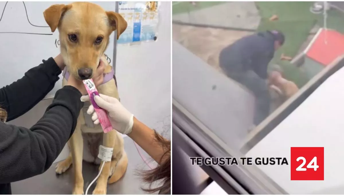 "¿Te gusta?": hombre es grabado golpeando y arrastrando a su perrita en La Florida