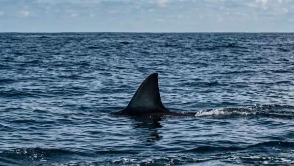 Alerta en Rapa Nui: avistan tiburón en bahía de Hanga Roa