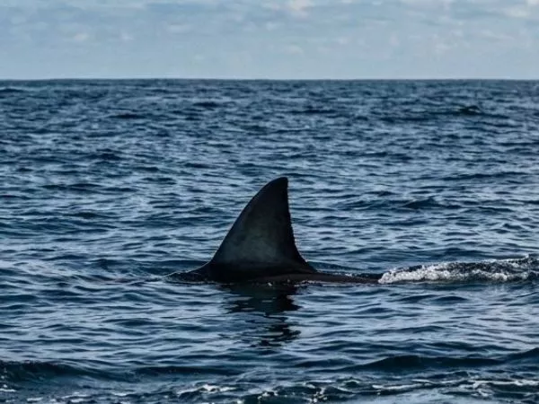Alerta en Rapa Nui: avistan tiburón en bahía de Hanga Roa