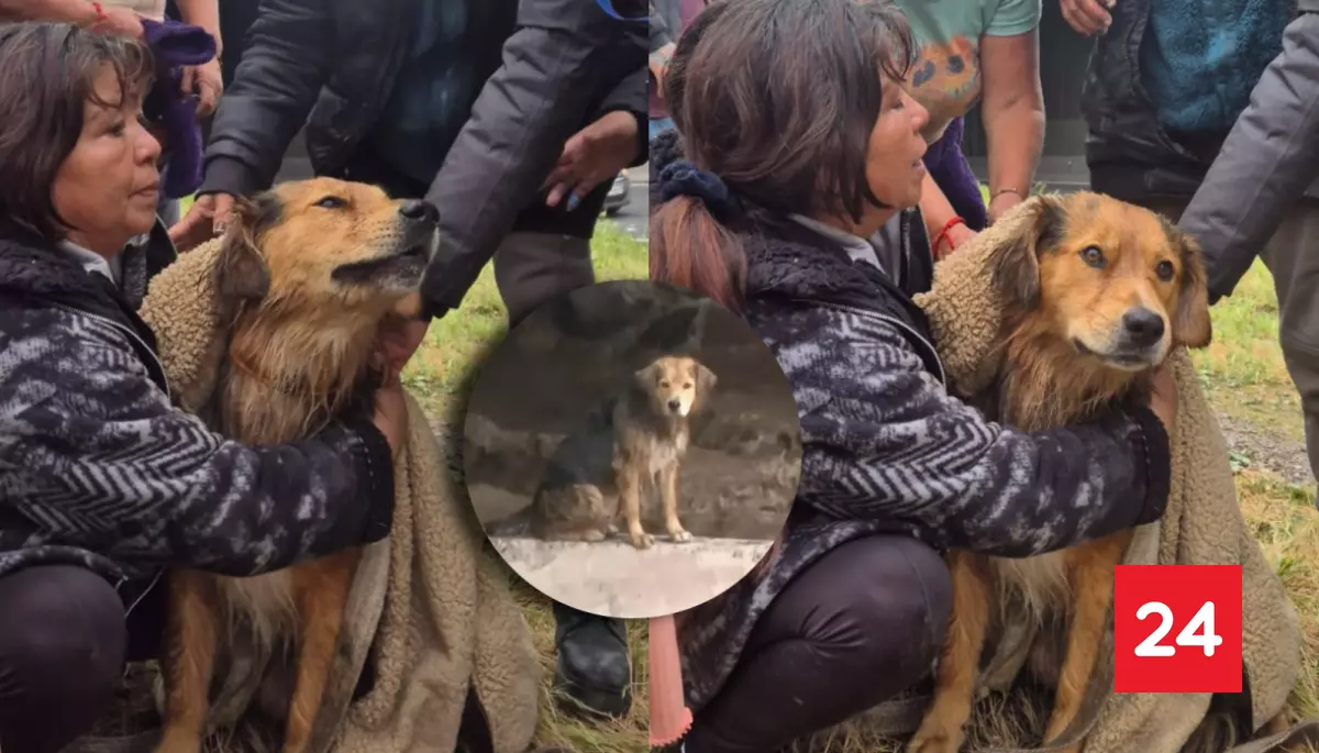Morocho busca familia: perrito atrapado en el río Mapocho logró salvarse y será dado en adopción