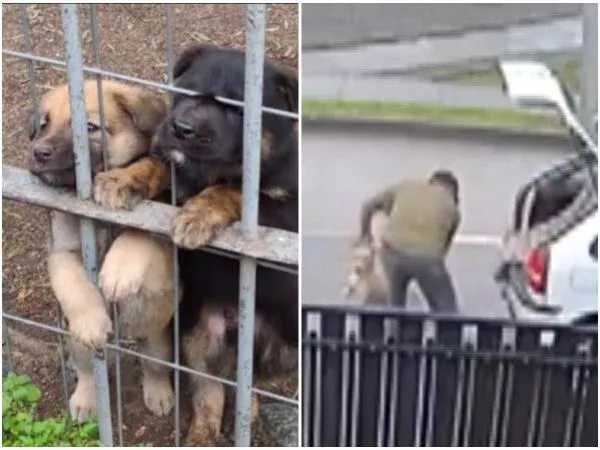 VIDEO | Captan a hombre abandonando a un perro desde su auto en Río Bueno