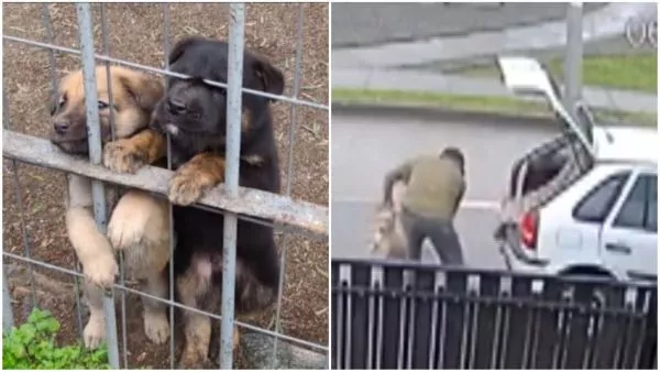 VIDEO | Captan a hombre abandonando a un perro desde su auto en Río Bueno