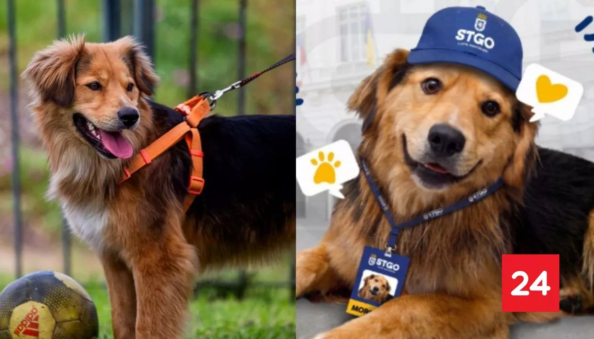 Polémica por perro 'Morocho': municipalidad lo 'ficha' para seguridad pero agrupación asegura que le encontró hogar
