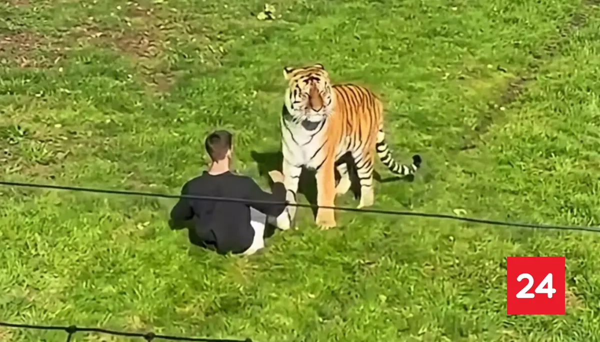 Joven muere tras ser atacado por un tigre al ingresar a su recinto en un zoológico en Inglaterra
