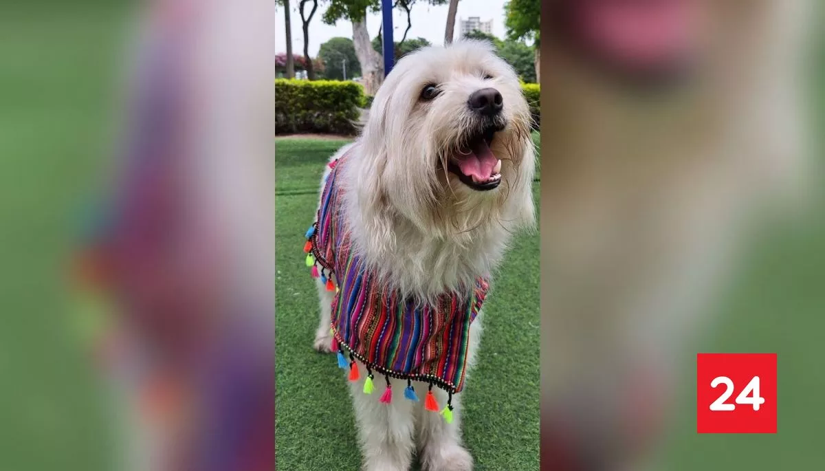 Chaku Andino: reconocen internacionalmente a tradicional raza de perro de Perú