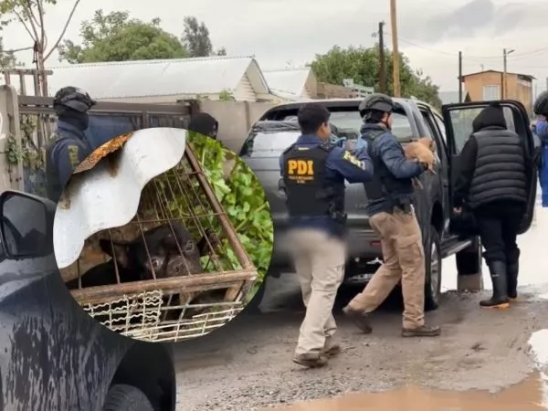 Rescate de la PDI a cuatro perros abandonados en Lampa