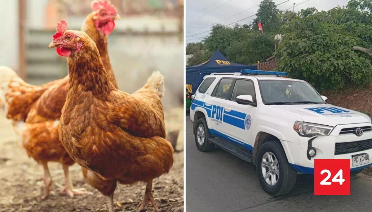 Hombre murió baleado tras ingresar a robar gallinas en una casa de La Serena
