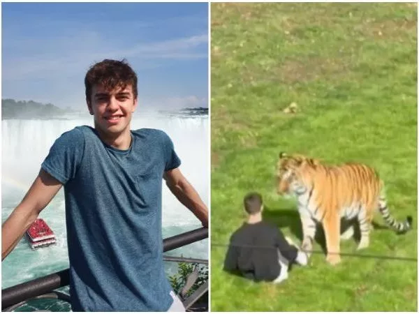 VIDEO: exactor infantil murió tras ser atacado por un tigre en zoológico de Inglaterra
