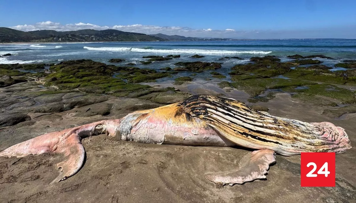 Hallan muerta a una cría de ballena jorobada en playa de Zapallar: se investigarán las causas del deceso