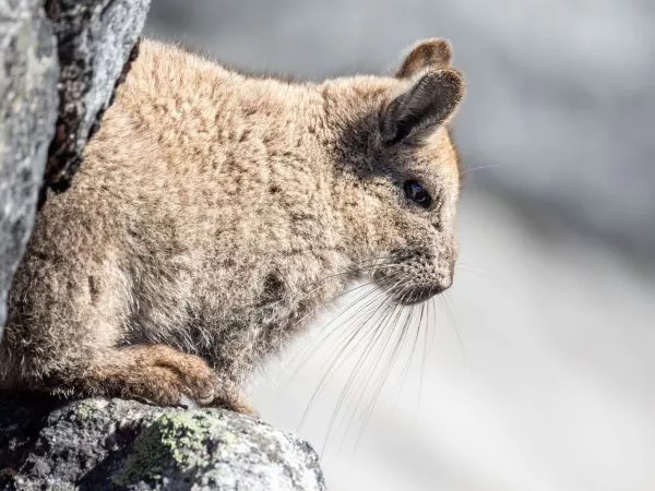 Cámara trampa capta inédito "baño de tierra" de vizcacha de la Patagonia en Cochamó