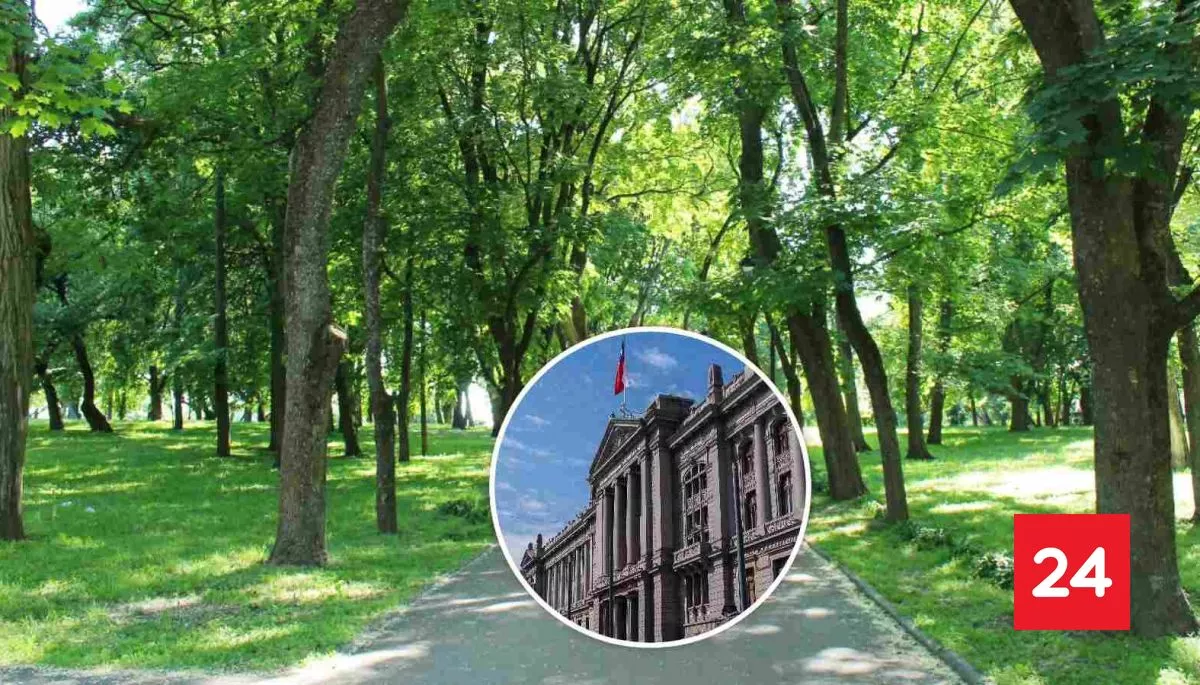 Municipalidad de Talca deberá pagar $200 millones a familia de joven que murió por caída de árbol