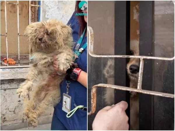 Rescatan a perros que estuvieron encerrados durante cinco meses en Peñalolén