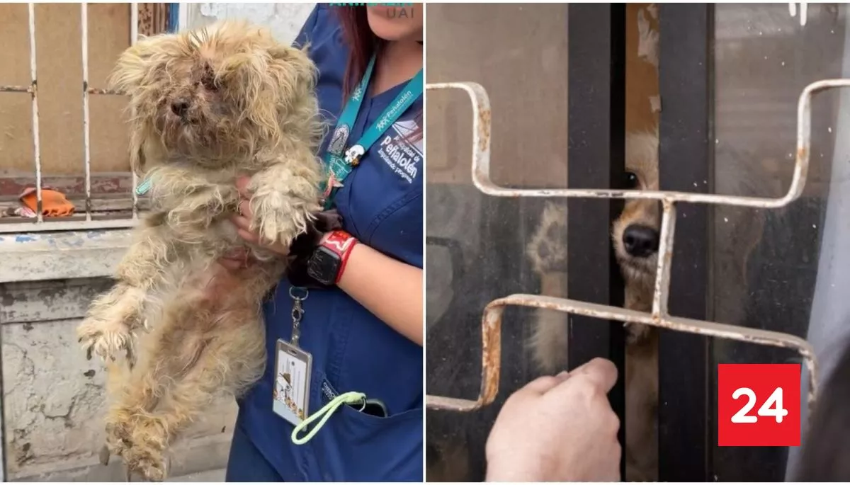Rescatan a perros que estuvieron encerrados durante cinco meses en Peñalolén