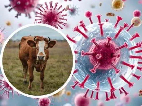 Virus shamonda