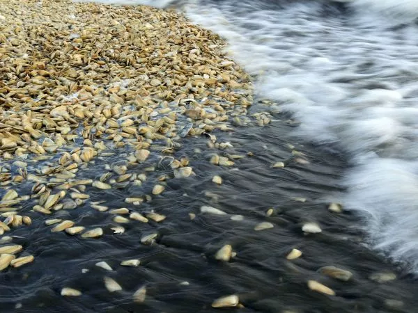 Decretan cierre preventivo en mar de Chonchi tras detectar marea roja en mariscos